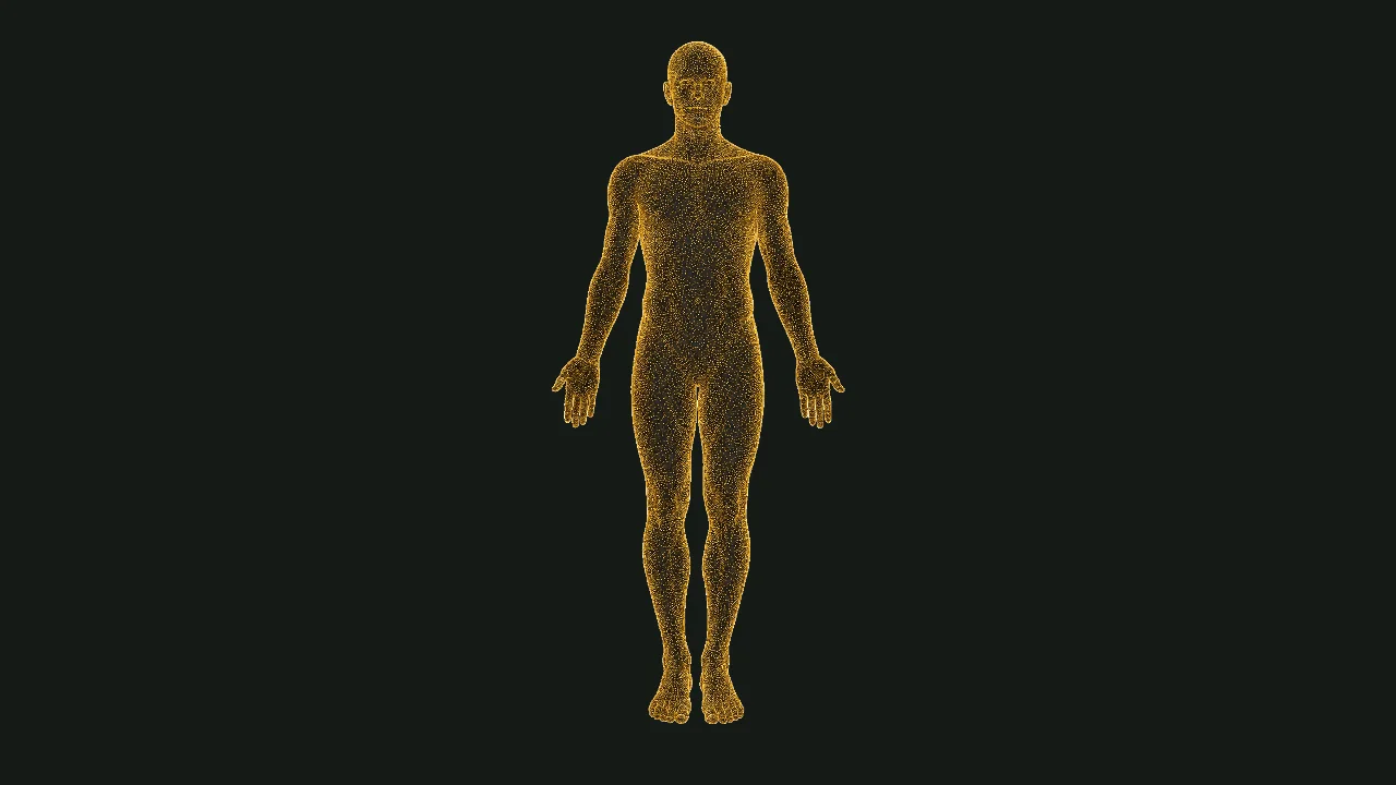 Longview’s original gold anatomical figure