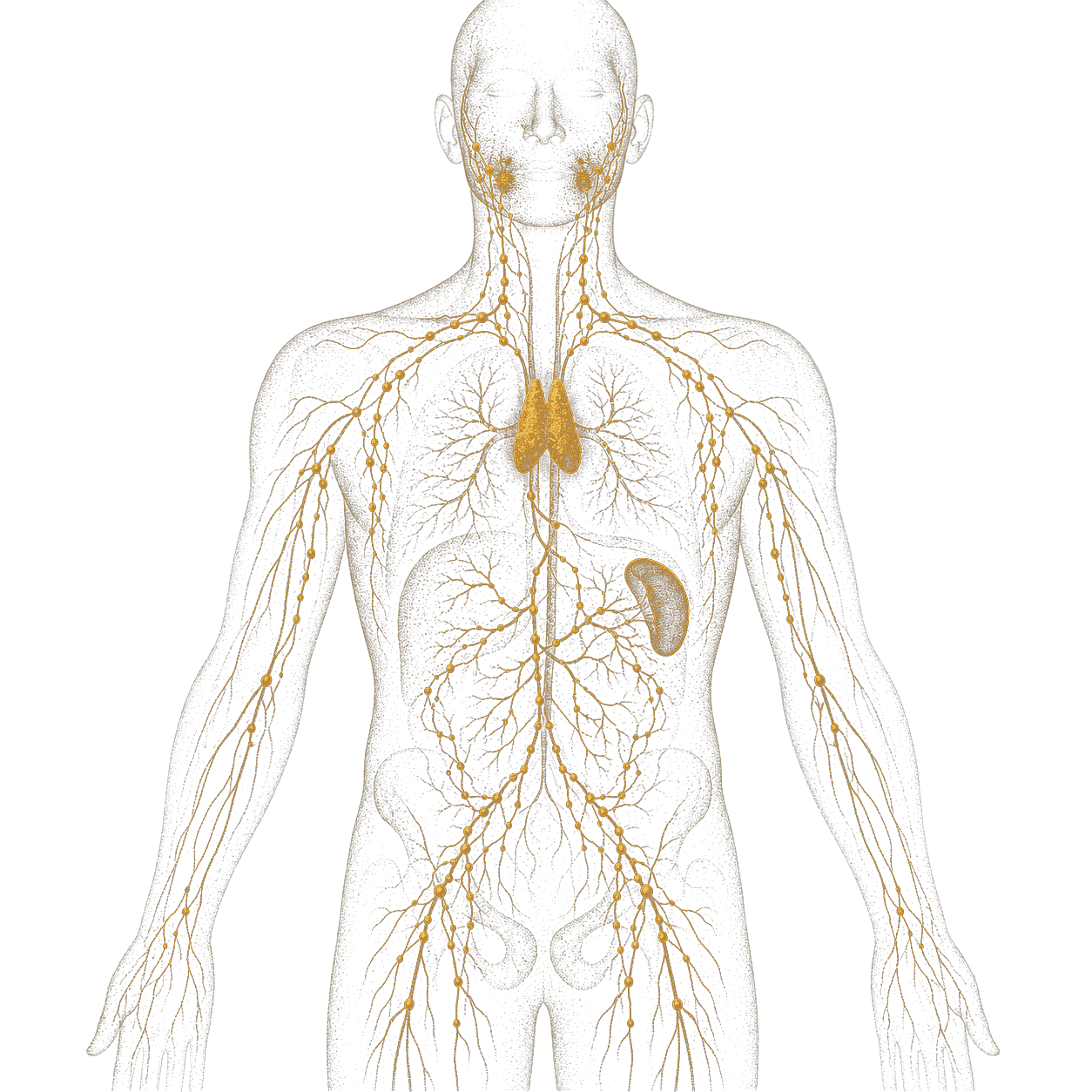 Original gold immune artwork